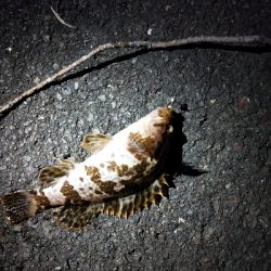 極寒ランガンライトゲーム