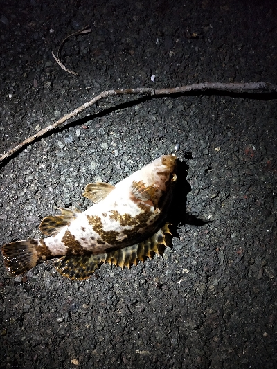 極寒ランガンライトゲーム