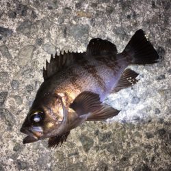 強風でもなんとかキャッチ