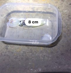 ボウズ逃れのヒイカ1杯σ(^_^;)