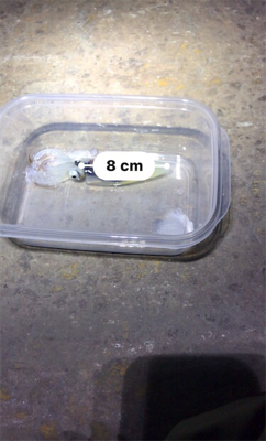 ボウズ逃れのヒイカ1杯σ(^_^;)