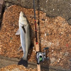 白昼引きずり出した一本