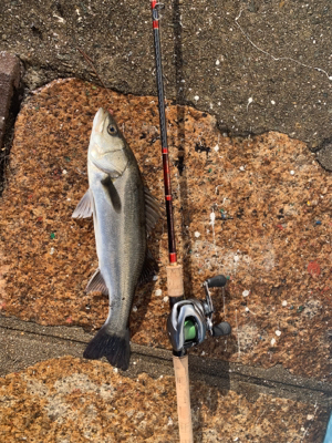 白昼引きずり出した一本