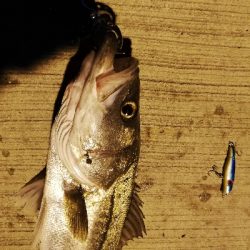 シーバスバトル!!