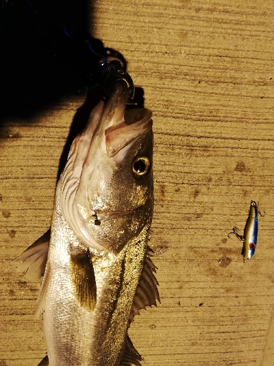 シーバスバトル!!