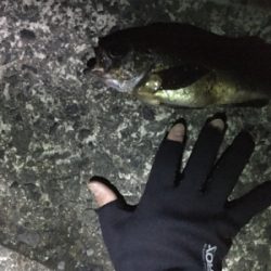 深夜メバリング