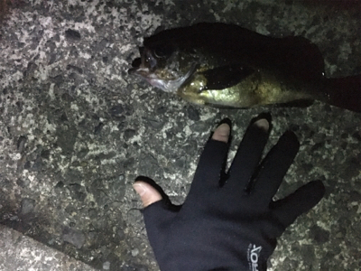 深夜メバリング