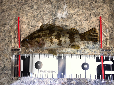 久々のライトゲーム