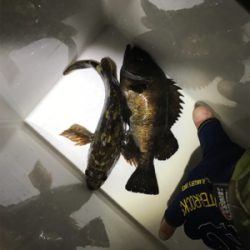 フィッシングショー大阪からのメバリング