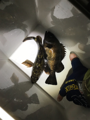 フィッシングショー大阪からのメバリング