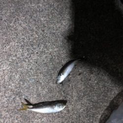 ナイトアジング