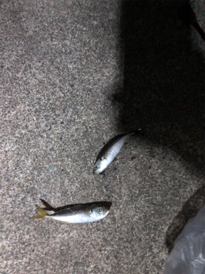 ナイトアジング