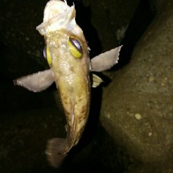 メバルプラッキングゲーム