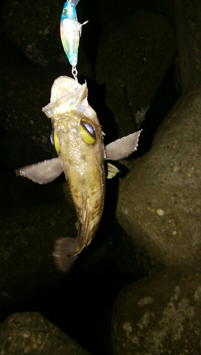 メバルプラッキングゲーム