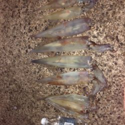 初ヤリイカ（╹◡╹）