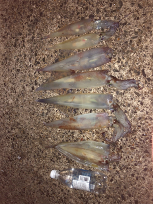 初ヤリイカ（╹◡╹）