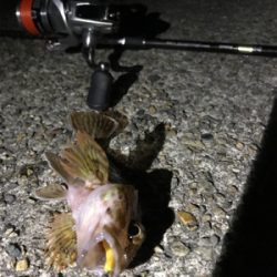 メバリング楽し!