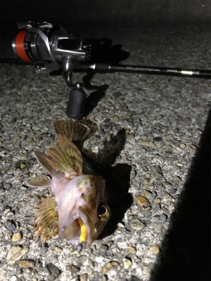 メバリング楽し!