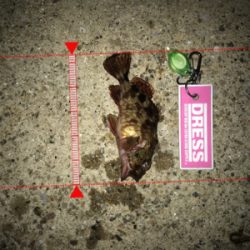 イソメでガシラ