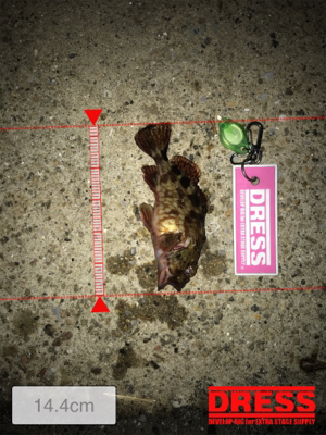 イソメでガシラ