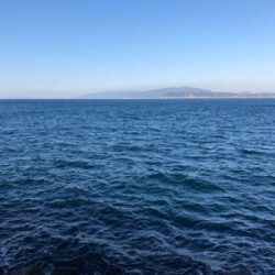 サバゲー、、青物には巡り会えず