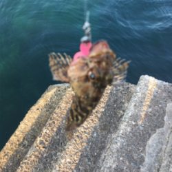 アジキュートでカサゴ