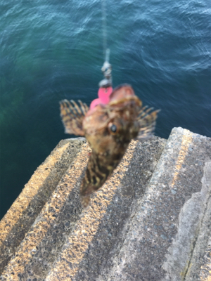 アジキュートでカサゴ