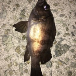 激渋メバリング(ーー;)