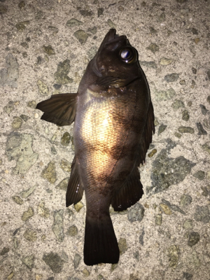 激渋メバリング(ーー;)