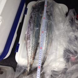 サゴシ60cm×1匹、サゴシ55cm×1匹