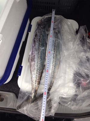 サゴシ60cm×1匹、サゴシ55cm×1匹
