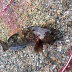 朝マヅメからロックフィッシュ