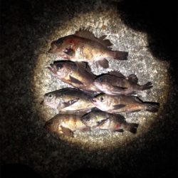 プラグ⁉︎ワーム⁉︎