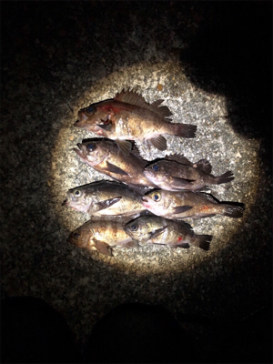 プラグ⁉︎ワームȄ…