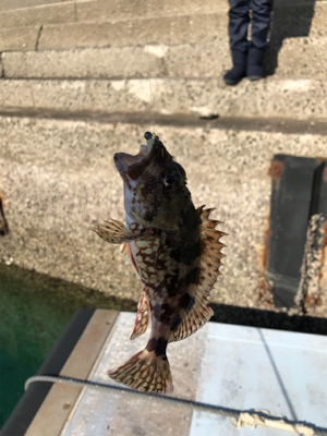 水俣港ライトゲーム