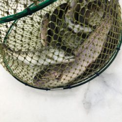 朽木渓流魚センター