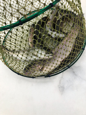 朽木渓流魚センター