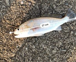 3連続ホーム釣行