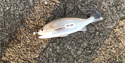 3連続ホーム釣行