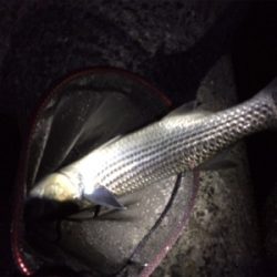 ライトゲームプラッキング釣果