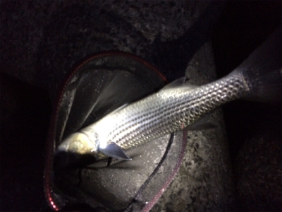 ライトゲームプラッキング釣果