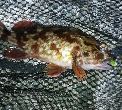 ナイトメバリング