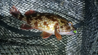 ナイトメバリング