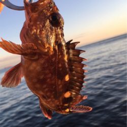 ロックフィッシュ