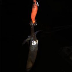 懲りずにヒイカ釣りσ(^_^;)