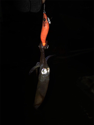 懲りずにヒイカ釣りσ(^_^;)