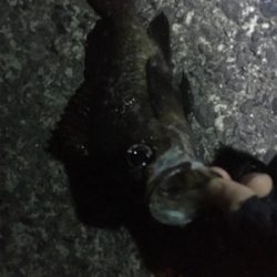 メバリング調査