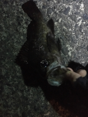 メバリング調査