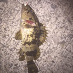 自分的には久しぶりの良型でした。