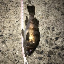 メバリング 短時間